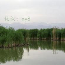 ǱĬ