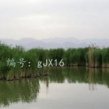 ϲ